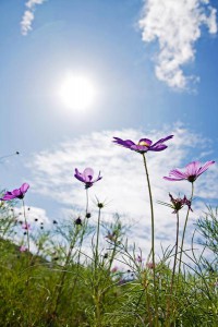 TATSUDSC_8136-thumb-autox600-19533