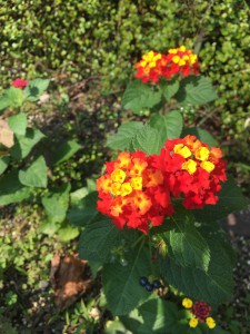 写真 2015-10-21 9 37 47