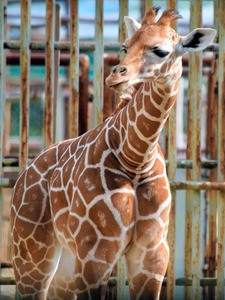 AS20151101001536_commL